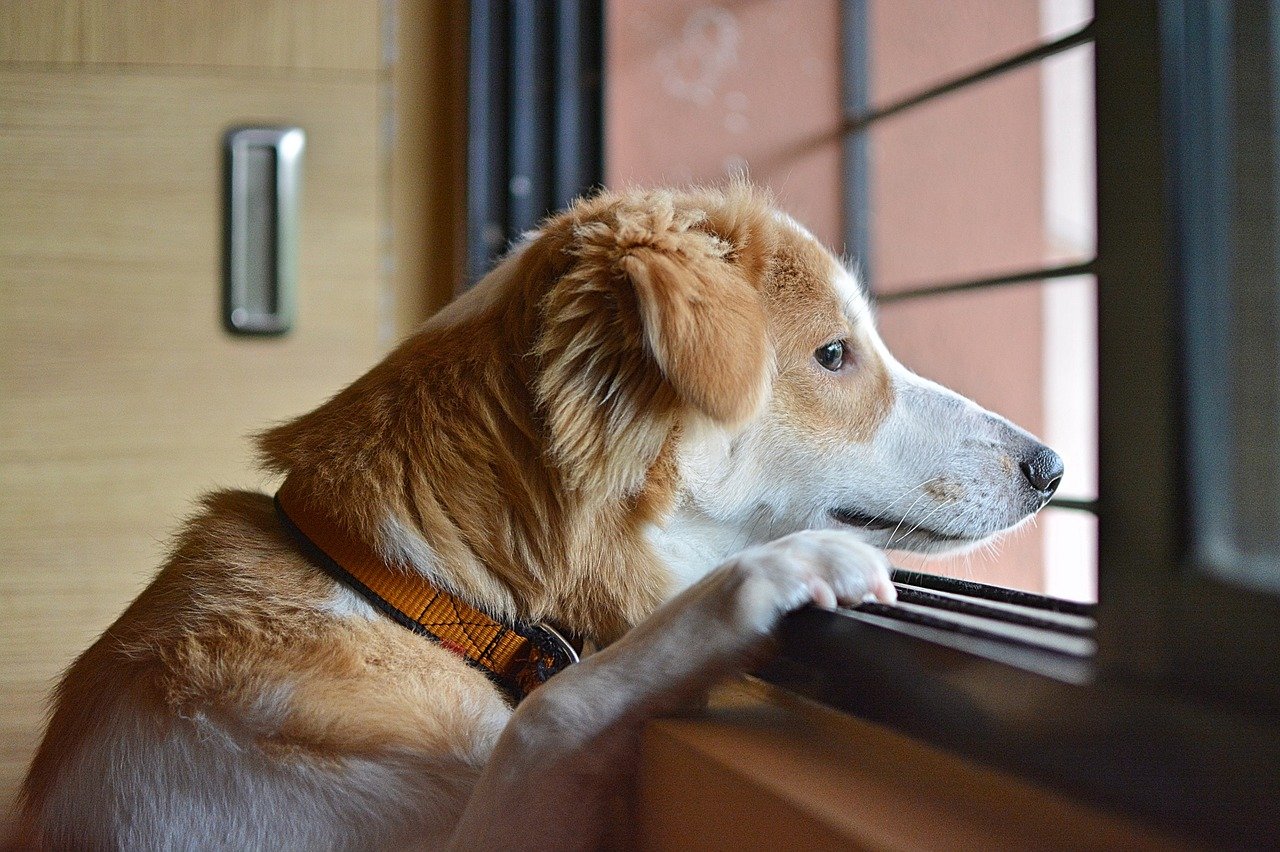Di fronte alla morte gli animali provano tristezza