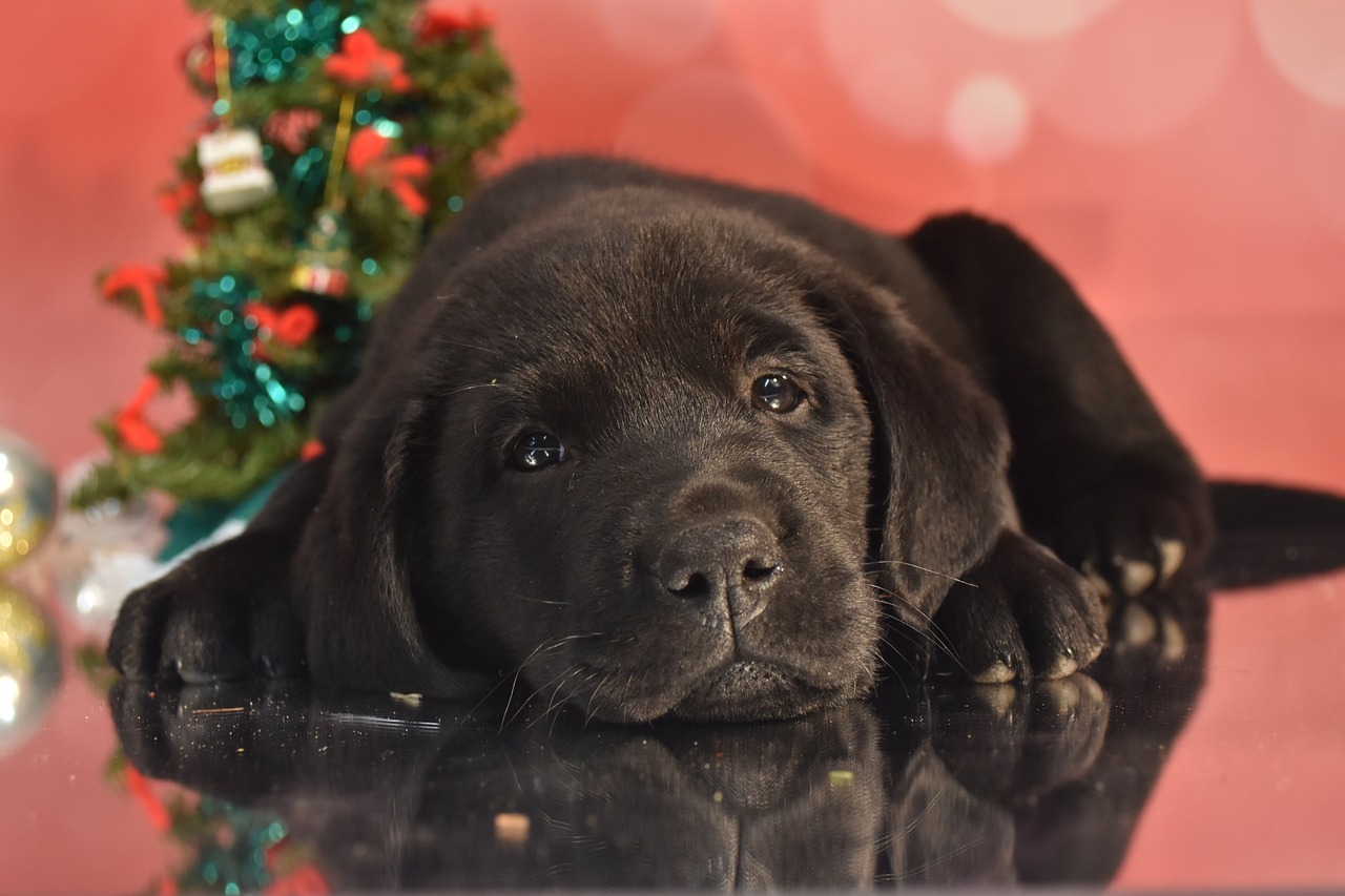 Aspettando il Natale, dopo la perdita dell’animale d’affezione
