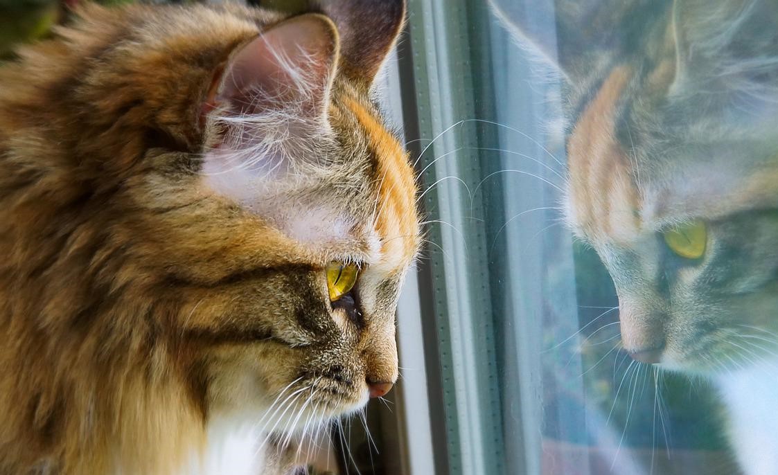 Conosci il tuo gatto: la marcatura urinaria quando e perché