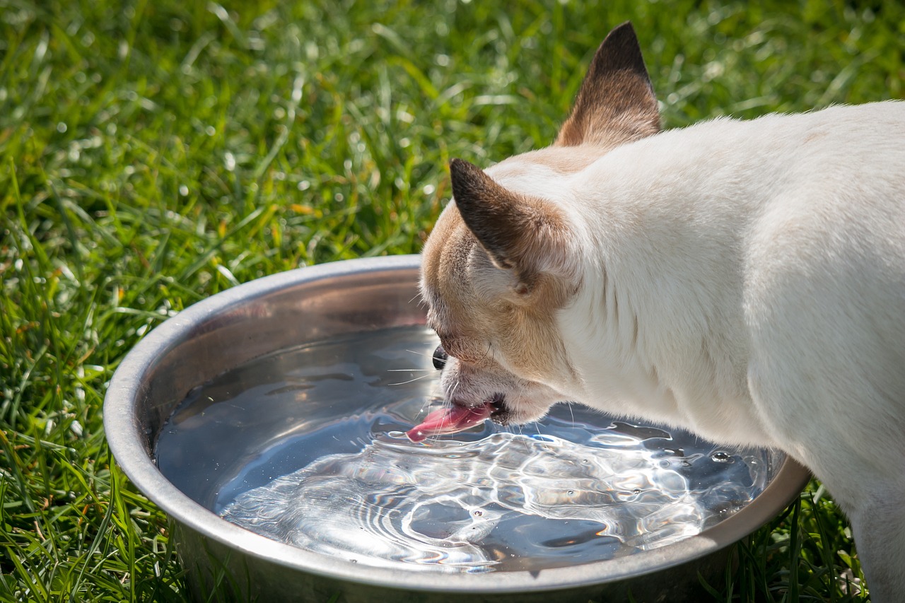 Gli animali patiscono il caldo, aiutiamoli a non soffrire.