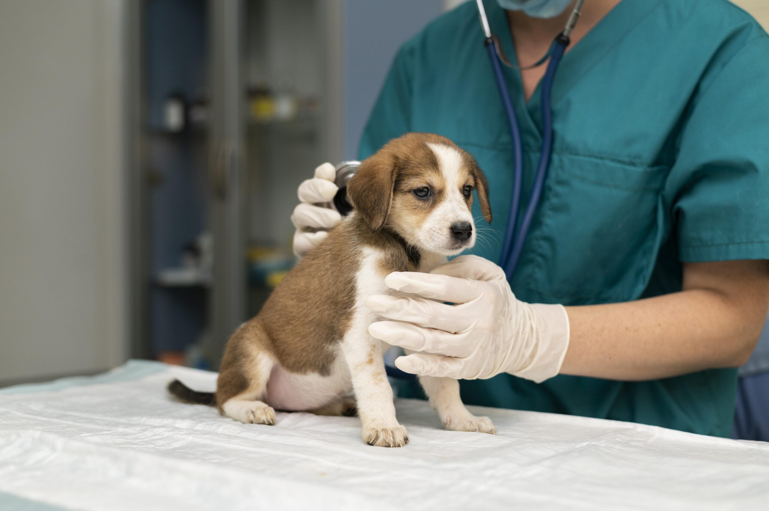 Un segnale di riconoscimento del valore sociale degli animali d’affezione